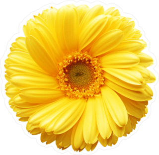 Yellow Autumn Chrysanthemum Sticker