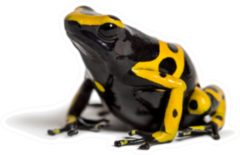 Yellow-banded Poison Dart Frog Sticker