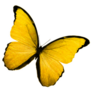 Yellow Butterfly Sticker