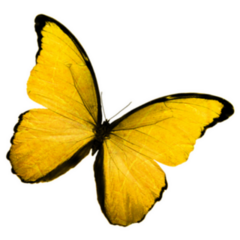 Yellow Butterfly Sticker