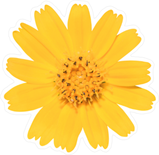 Yellow Creeping Daisy Sticker