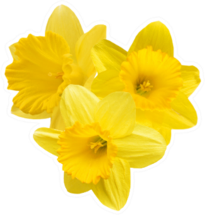 Yellow Daffodil Cluster Isolated Sticker