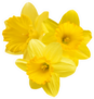 Yellow Daffodil Cluster Isolated Sticker