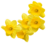 Yellow Daffodil Flower Bunch Sticker
