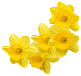 Yellow Daffodil Flower Bunch Sticker