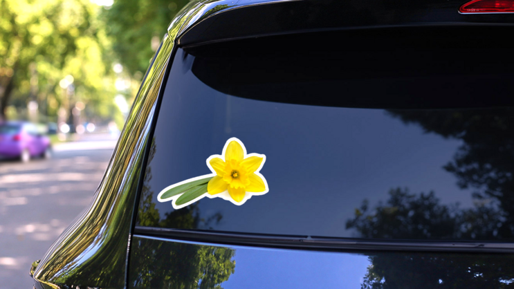 Yellow Daffodil Flower Flat Lay, Top View Sticker on a Rear Car Window (New) example