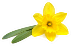 Yellow Daffodil Flower Flat Lay, Top View Sticker
