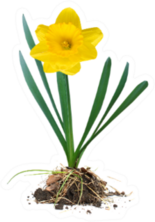 Yellow Daffodil Flower Plant With Roots and Dirt Sticker