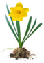 Yellow Daffodil Flower Plant With Roots and Dirt Sticker