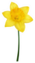 Yellow Daffodil Isolated On A White Background Sticker