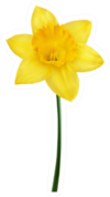 Yellow Daffodil Isolated On A White Background Sticker