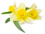 Yellow Daffodils and Leaves Sticker