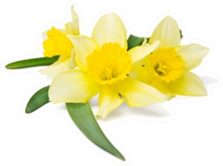 Yellow Daffodils and Leaves Sticker