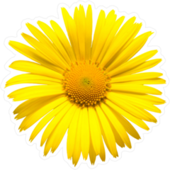 Yellow Daisy Top View Sticker