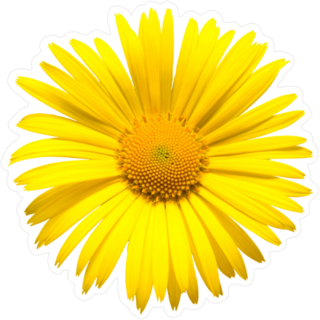 Yellow Daisy Top View Sticker
