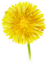 Yellow Dandelion Sticker