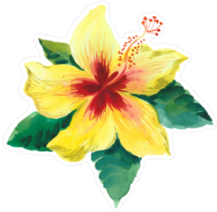 Yellow Hibiscus Flower with Green Leaves Sticker