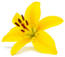 Yellow Lily Flower Sticker