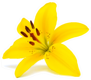 Yellow Lily Flower Sticker