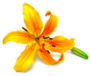 Yellow Lily Flower With Buds Isolated On A White Sticker