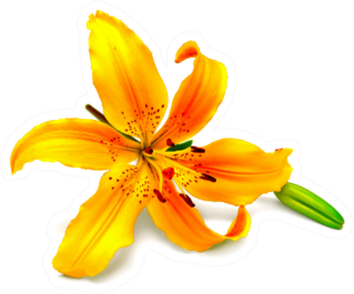 Yellow Lily Flower With Buds Isolated On A White Sticker