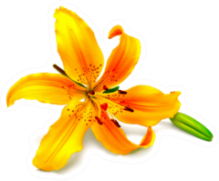 Yellow Lily Flower With Buds Isolated On A White Sticker