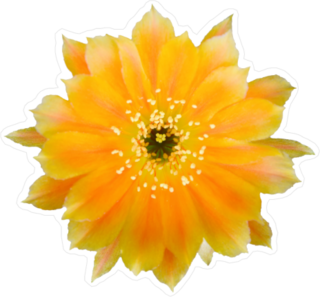 Yellow Orange Lobivia Cactus Flower Sticker