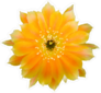 Yellow Orange Lobivia Cactus Flower Sticker