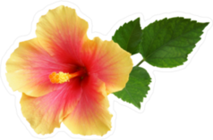 Yellow-Pink Hibiscus Sticker