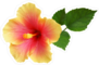 Yellow-Pink Hibiscus Sticker