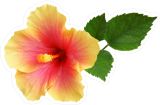 Yellow-Pink Hibiscus Sticker