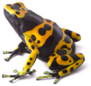 Yellow Poison Dart Frog Sticker