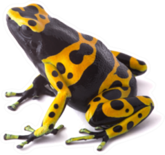 Yellow Poison Dart Frog Sticker