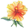 Yellow-Red Hibiscus Flower Sticker
