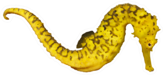 Yellow Seahorse Isolated On White Sticker