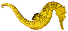 Yellow Seahorse Isolated On White Sticker