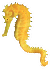 Yellow Seahorse Isolated Sticker