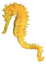 Yellow Seahorse Isolated Sticker