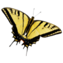 Yellow Swallowtail Butterfly Sticker
