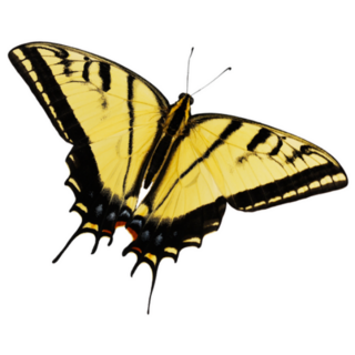Yellow Swallowtail Butterfly Sticker
