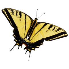 Yellow Swallowtail Butterfly Sticker