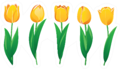 Yellow Tulips Set Sticker