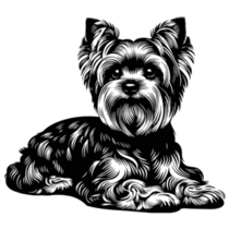Yorkshire Terrier B & W Sticker