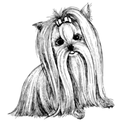 Yorkshire Terrier Sketch Sticker