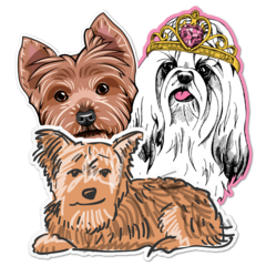 Yorkshire Terrier Thumbnail