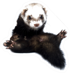 Young Beautiful Ferret Silly Sticker