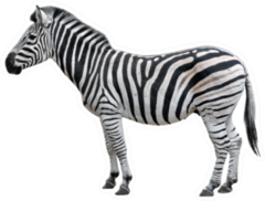 Young Beautiful Zebra Sticker