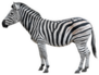 Young Beautiful Zebra Sticker