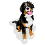 Young Bernese Mountain Sticker
