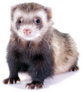 Young, Brown Ferret Sticker